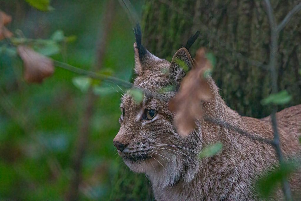 Lynx in the park